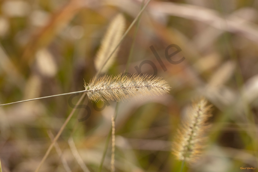 Grasses 0741 Nature Artwork for Healthcare