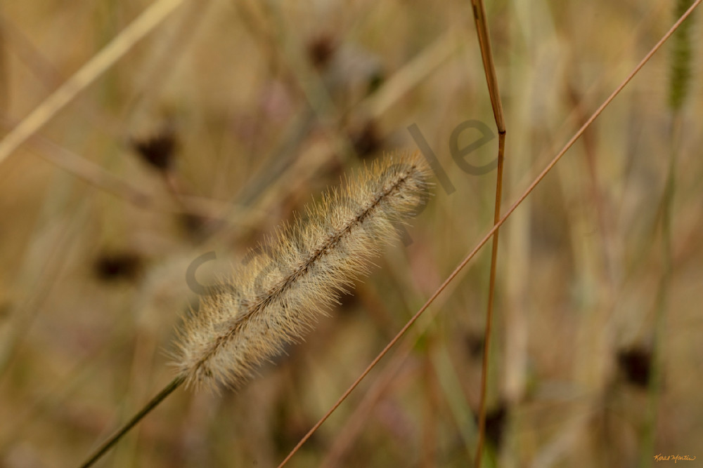 Grasses 0760 Nature Artwork for Healthcare