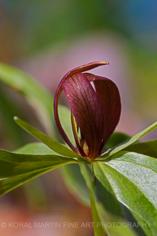 Trillium-3401-Koralmartin_xib6iu.jpg