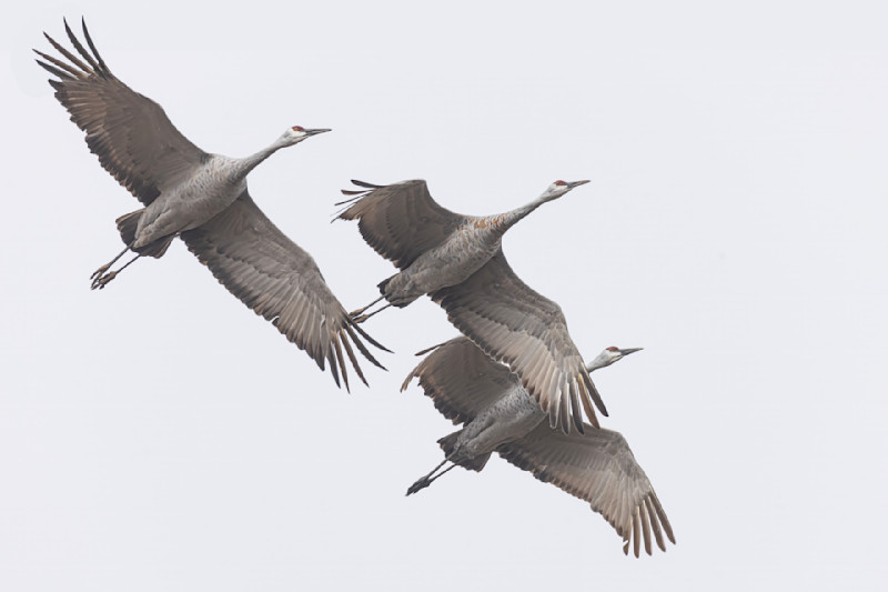 CrainesFlyingG_BM_0799fs_g5pmy4.jpg