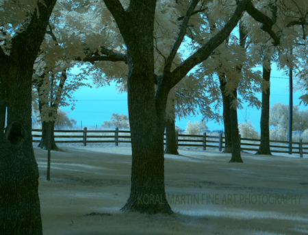 Infrared-George-Washington-Carver-Trees-Blue-Koral-Martin_s9xtn7-1.jpg