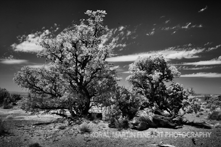 Infrared-Infared-Canyonlands-Tree5657-Koral-Martin_vf2pjm-1.jpg