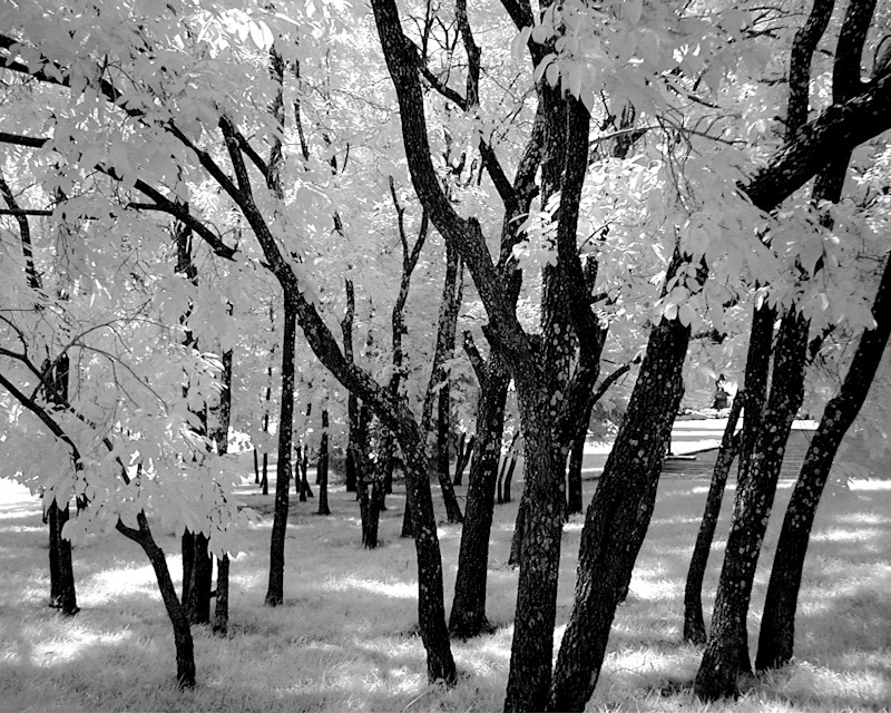 Tree_grove_infrared-1920FS_snqq9y-1.jpg