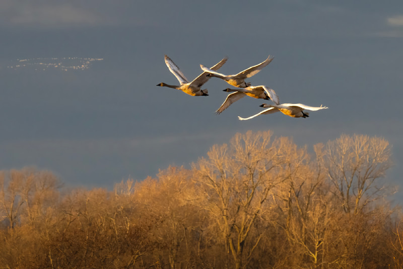 TrumpeterSwansTreeGoldenLight_BM_5927FS_gmzrdi-1.jpg