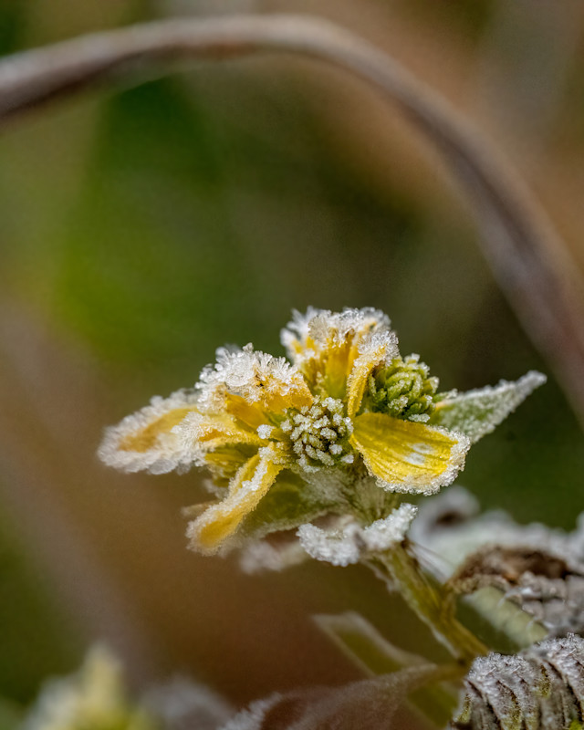 frost_yellow-flower-0W5A0204_xc0voq-1.jpg