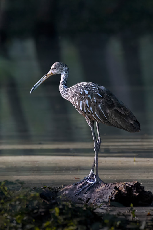 limpkin-standingVertC-g-_BM_6023FSNS_q4qtij-1.jpg
